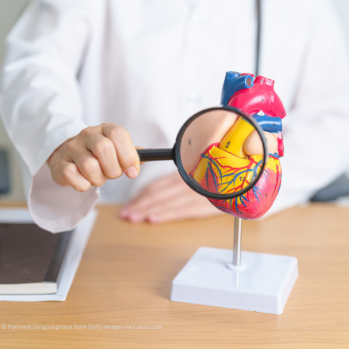 Cardiovascular disease service