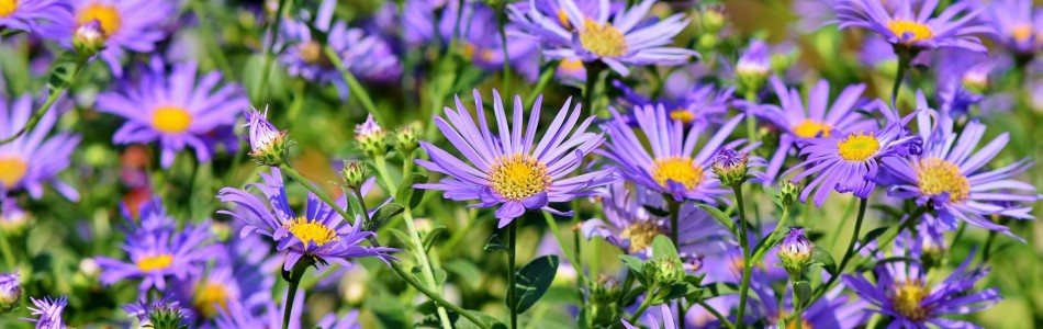 aster-3632294_1920